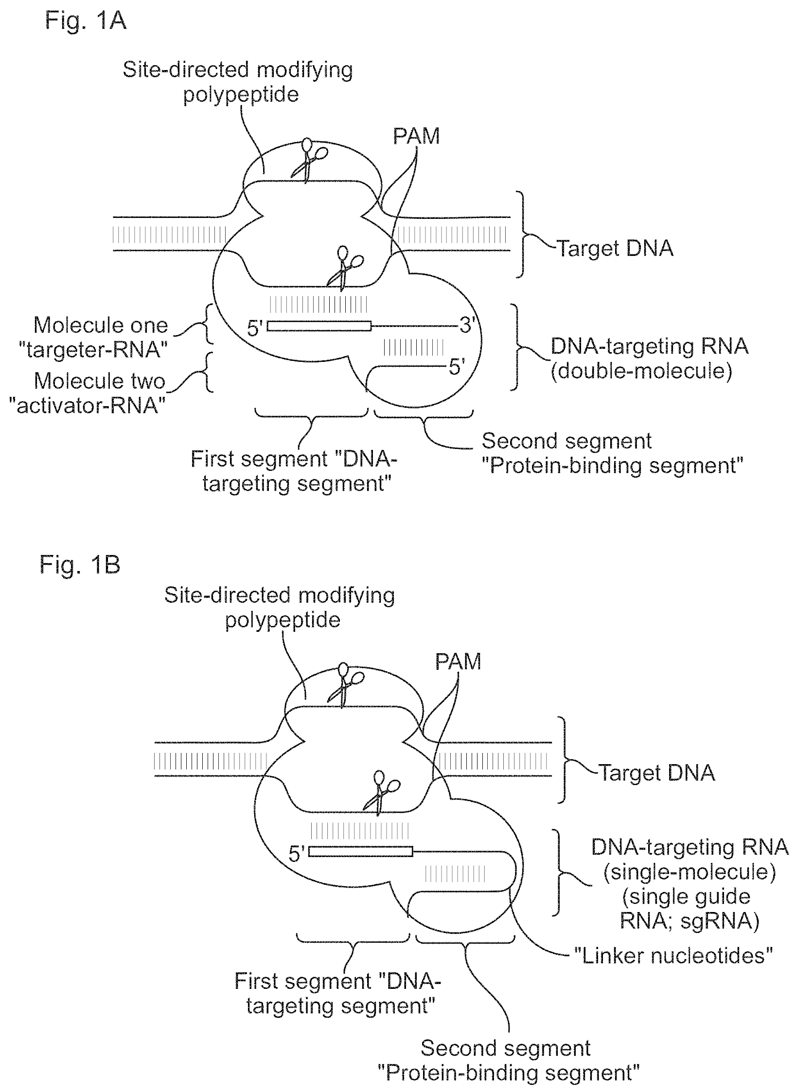 inactive Cas9 polypeptide and a DNA-targeting RNA