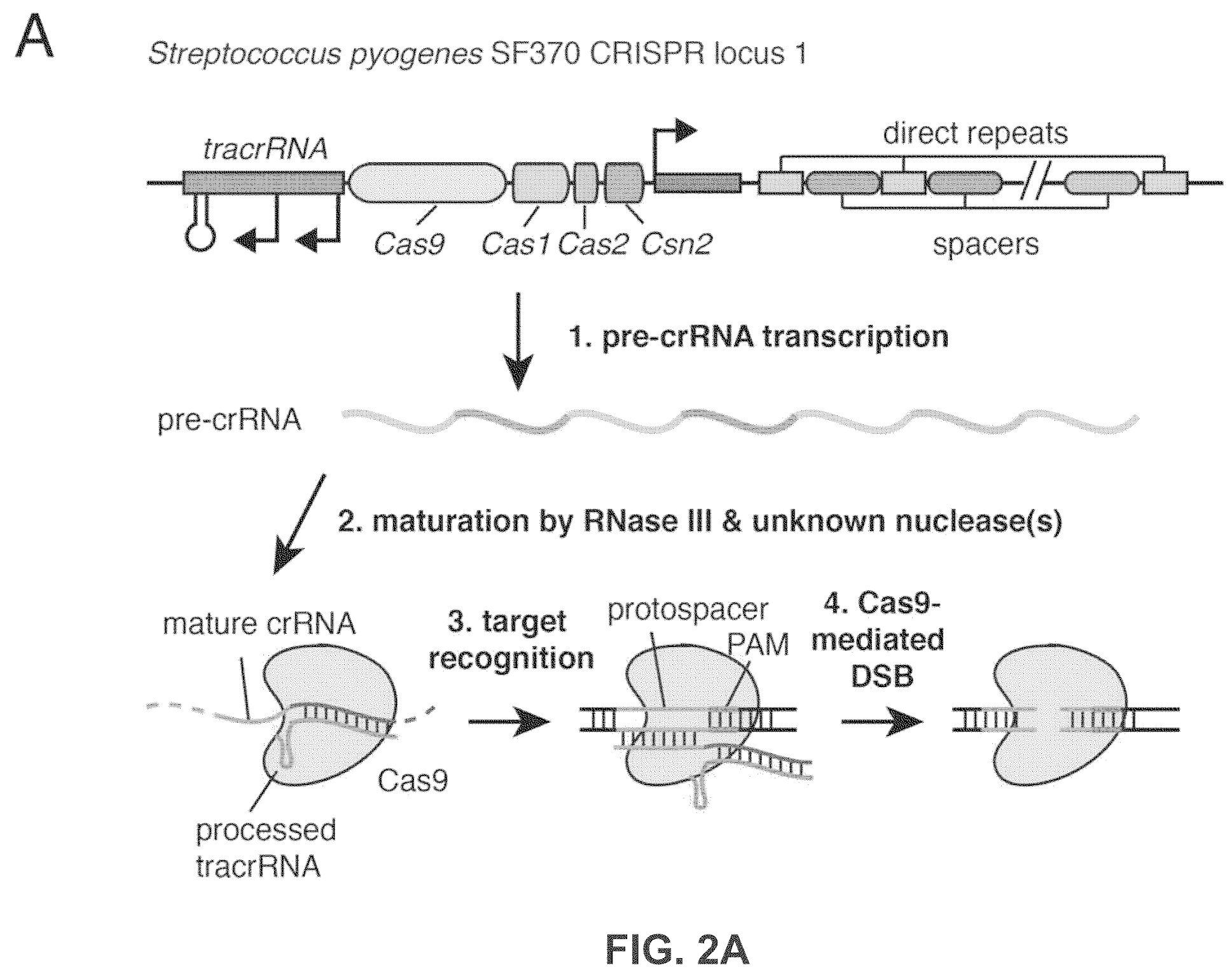 Interference proceedings before PTAB