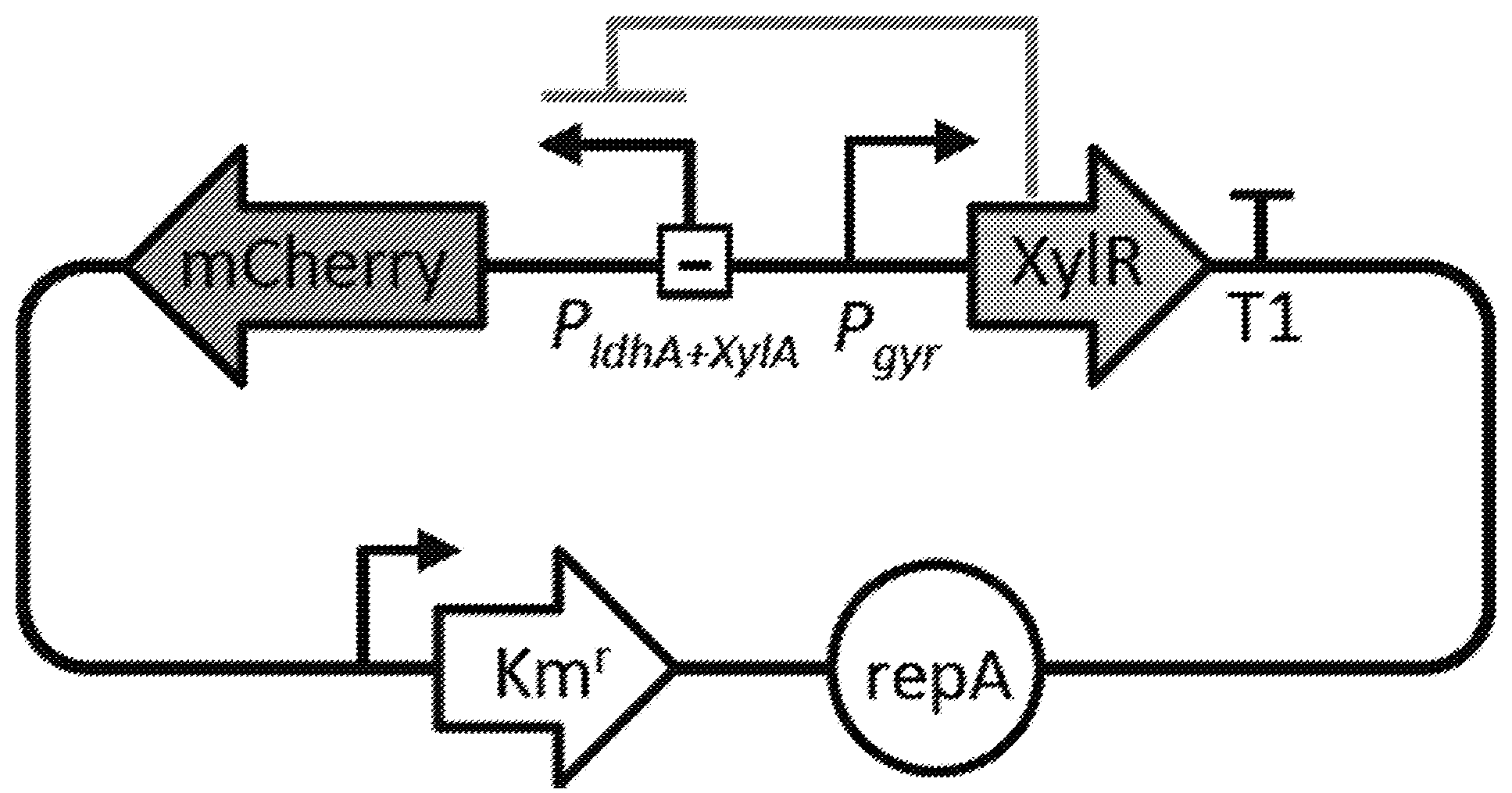 TARGETED ANTIMICROBIALS