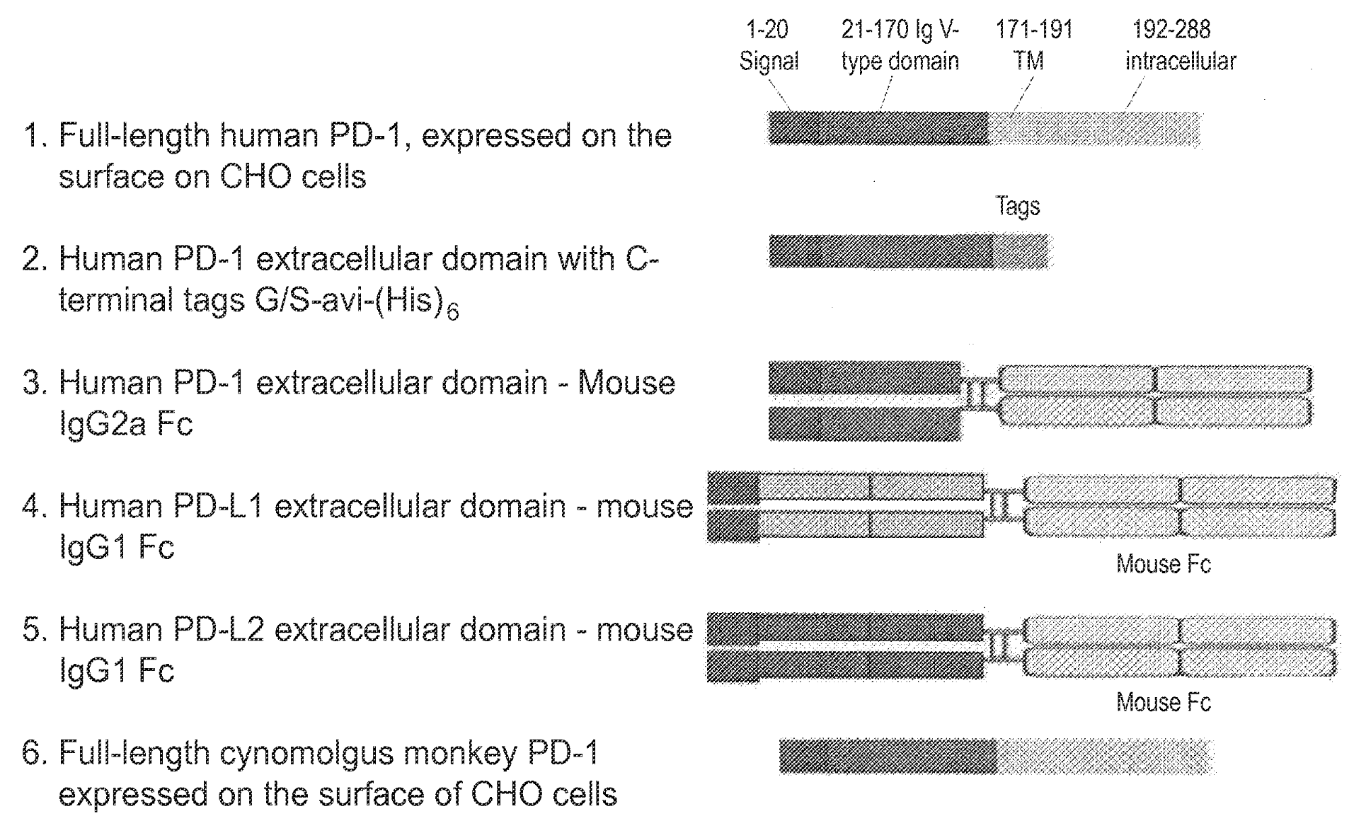 Antibodies Directed Against Programmed Death