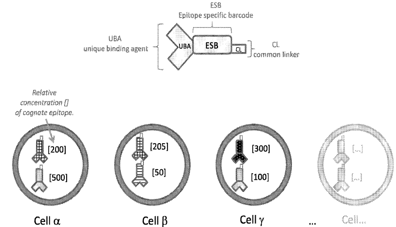 Multiple Epitopes