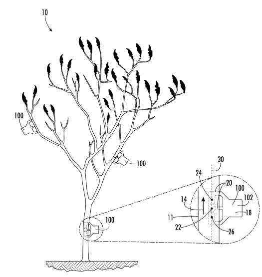 plant having multiple sap flow sensors coupled thereto